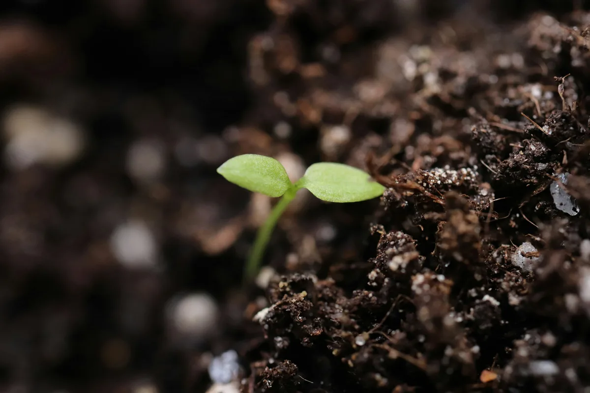 Plantas saludables protegidas de hongos